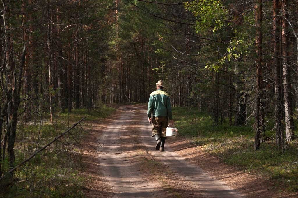 Сходим в лес. Прогулки по лесу. Лесная прогулка. Гулять по лесу. Человек в лесу.