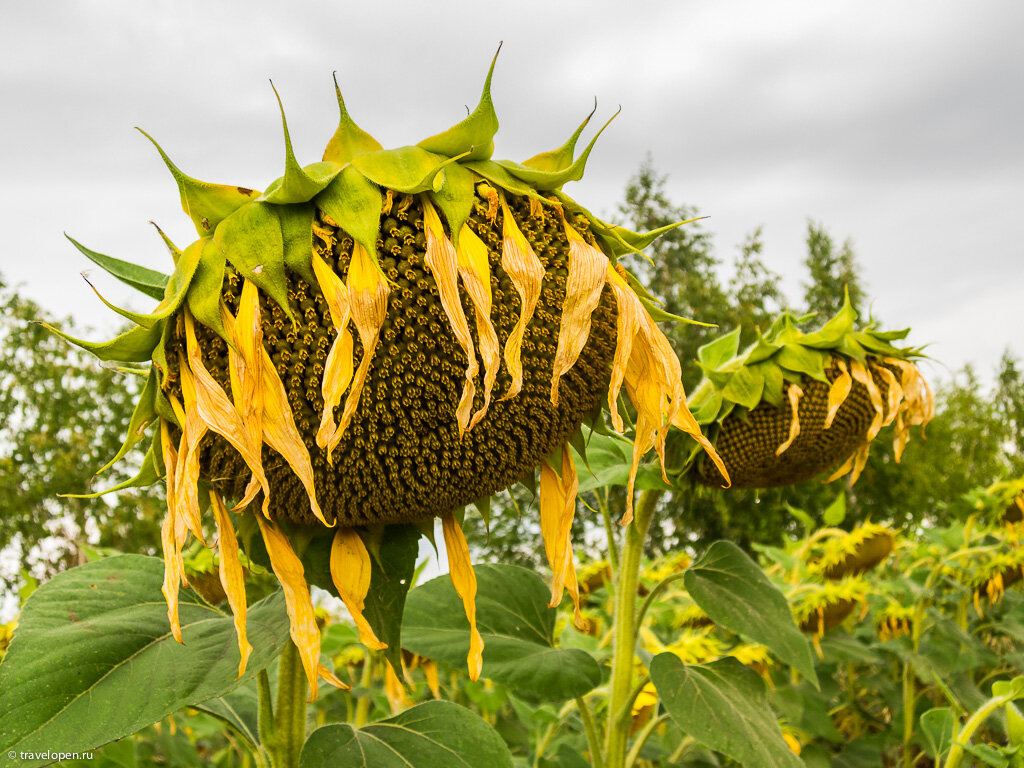 Подсолнухи Самарской области