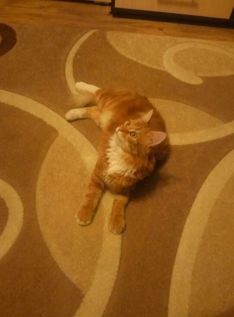 Первые дни в новом доме.