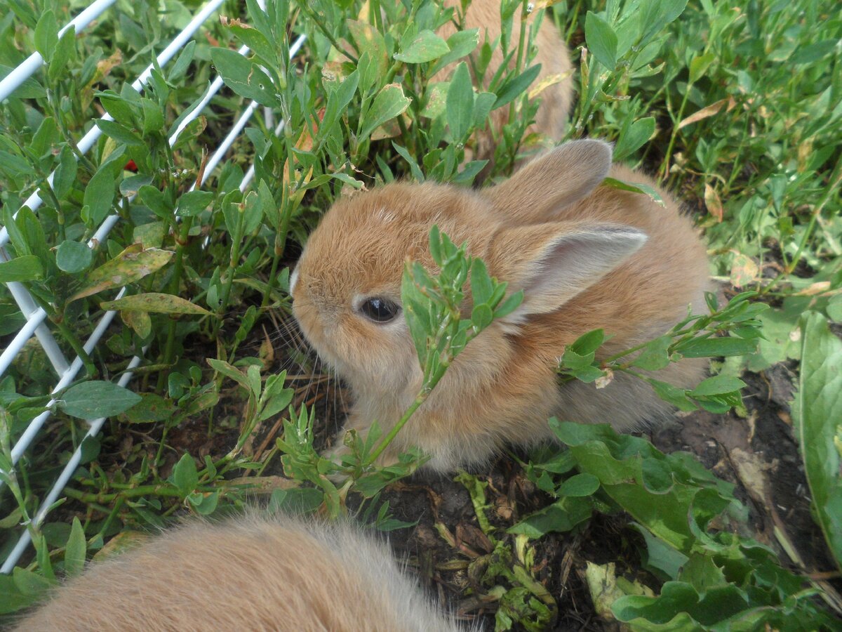 маленький зайчик