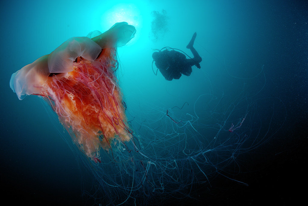 Необычную медузу засняли в Тихом океане на глубине 760 метров. Вначале морские исследователи наблюдали за плавными и хаотичными движениями Deepstaria enigmatica, существа, у которого нет щупалец!