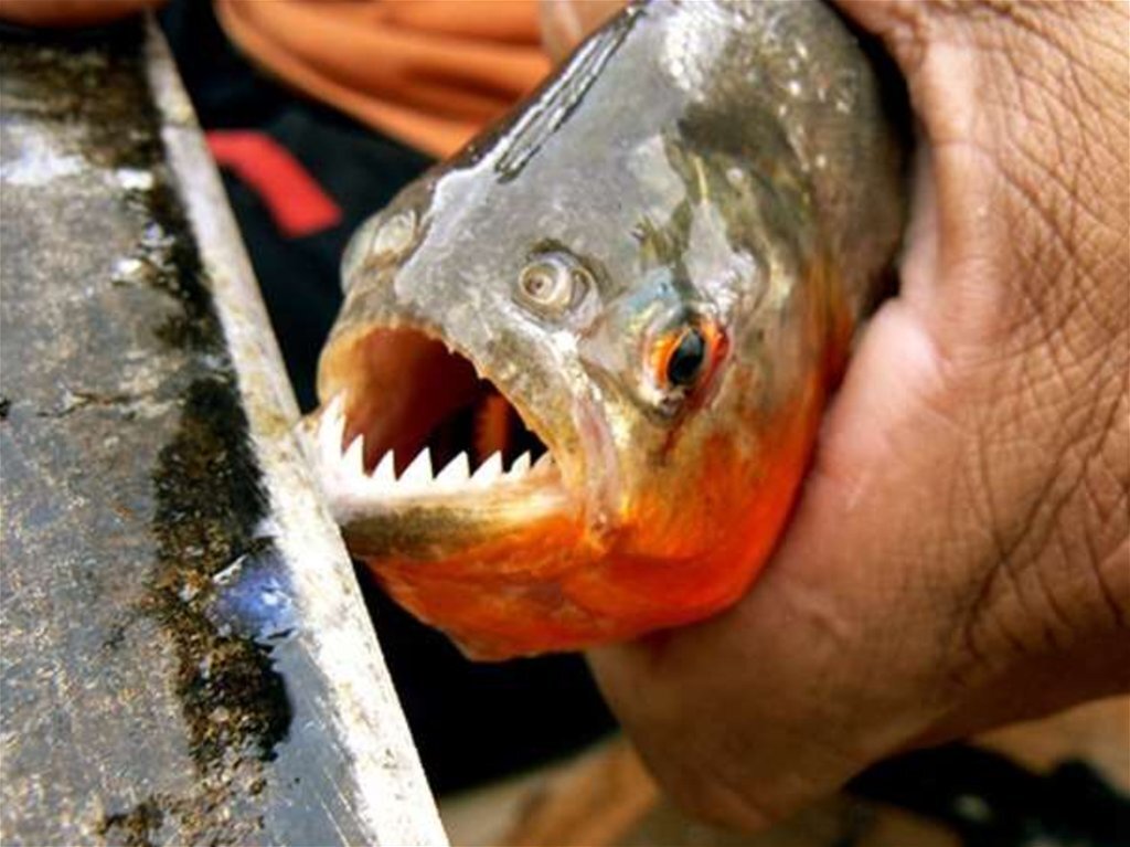 Источник изображения: Яндекс.Картинки