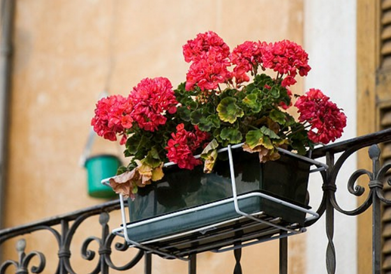 цветы на балконе