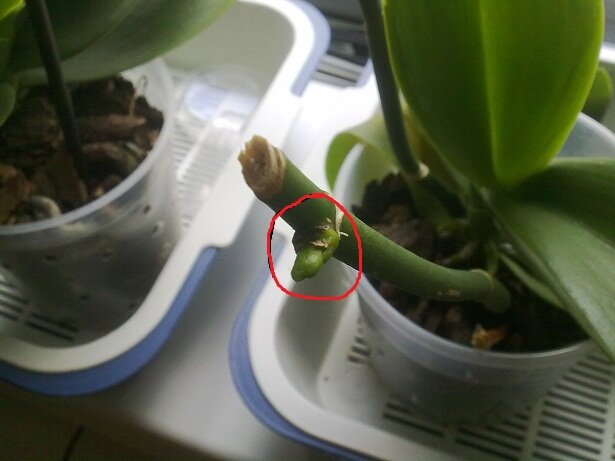 Хотите размножить свою Орхидею без проблем? Расскажу как правильно разбудить спящие почки у растения