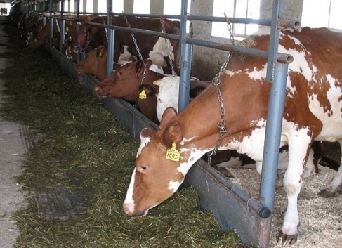 Фото из открытых источников