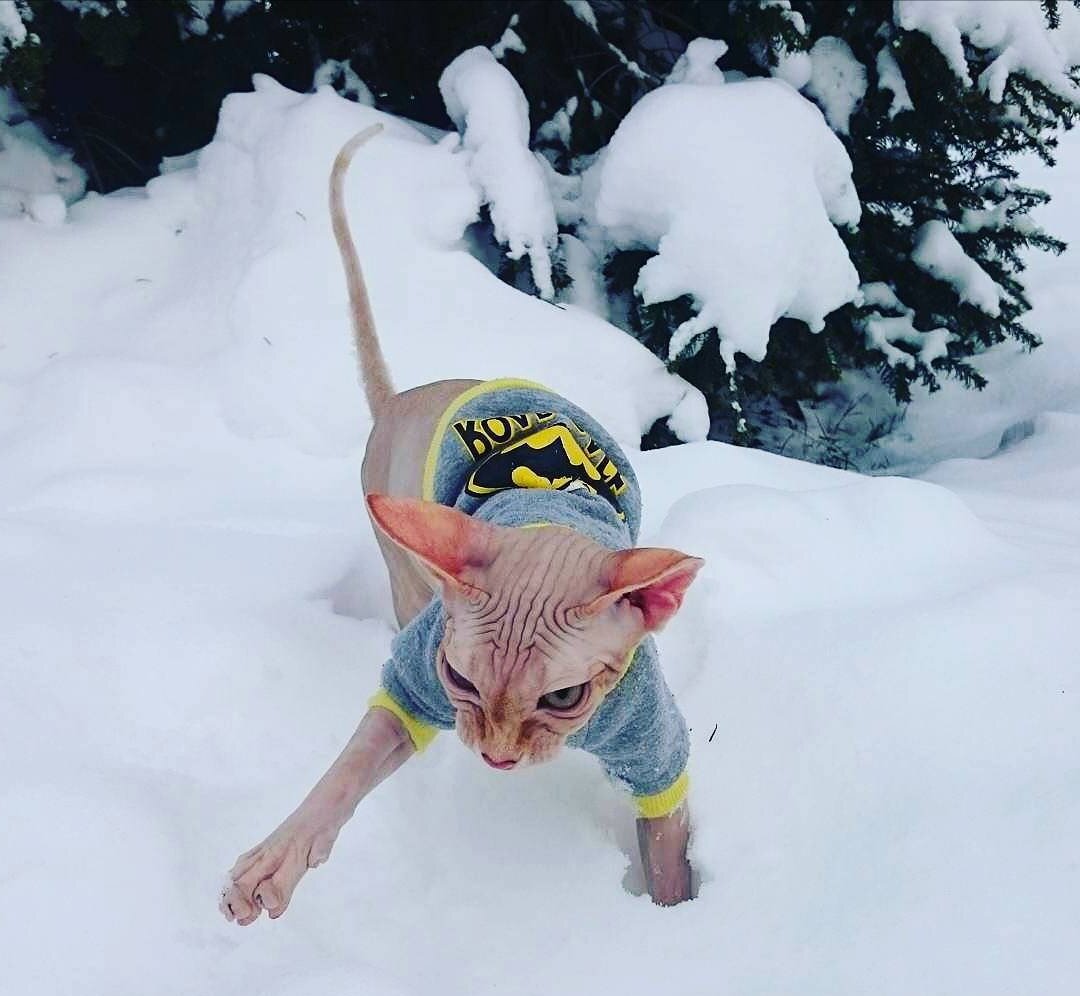 Зима близко. Да она уже здесь! Король ночи заморозит всех и каждого.