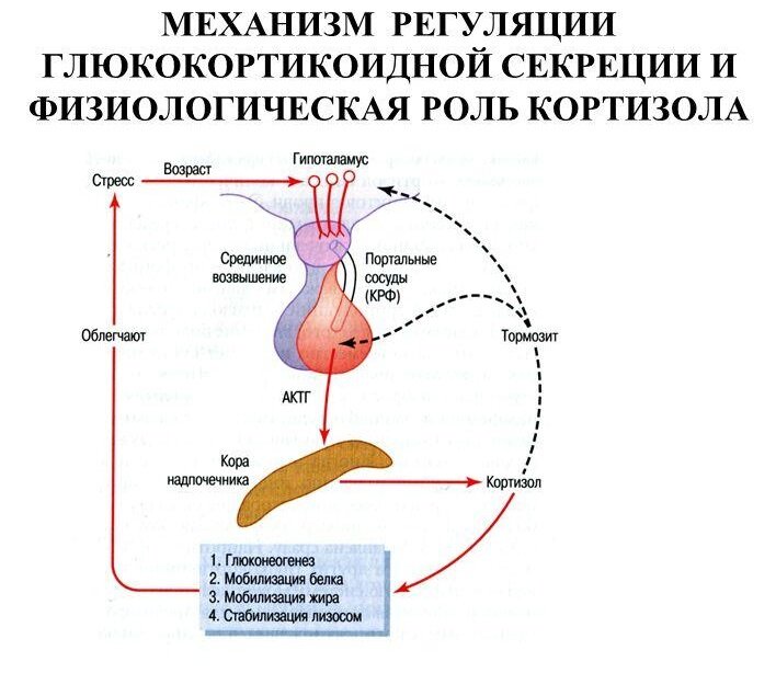 Синдром кушинга