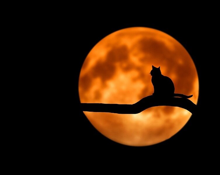 https://pixabay.com/ru/photos/дерево-кошка-силуэт-луна-736877/