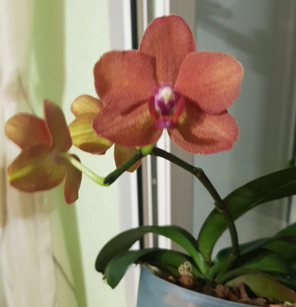 Phal orange. Фаленопсис оранж блоссом. Orange Sorbet фаленопсис. Оранж сорбет Орхидея. Оранж блоссом Орхидея.