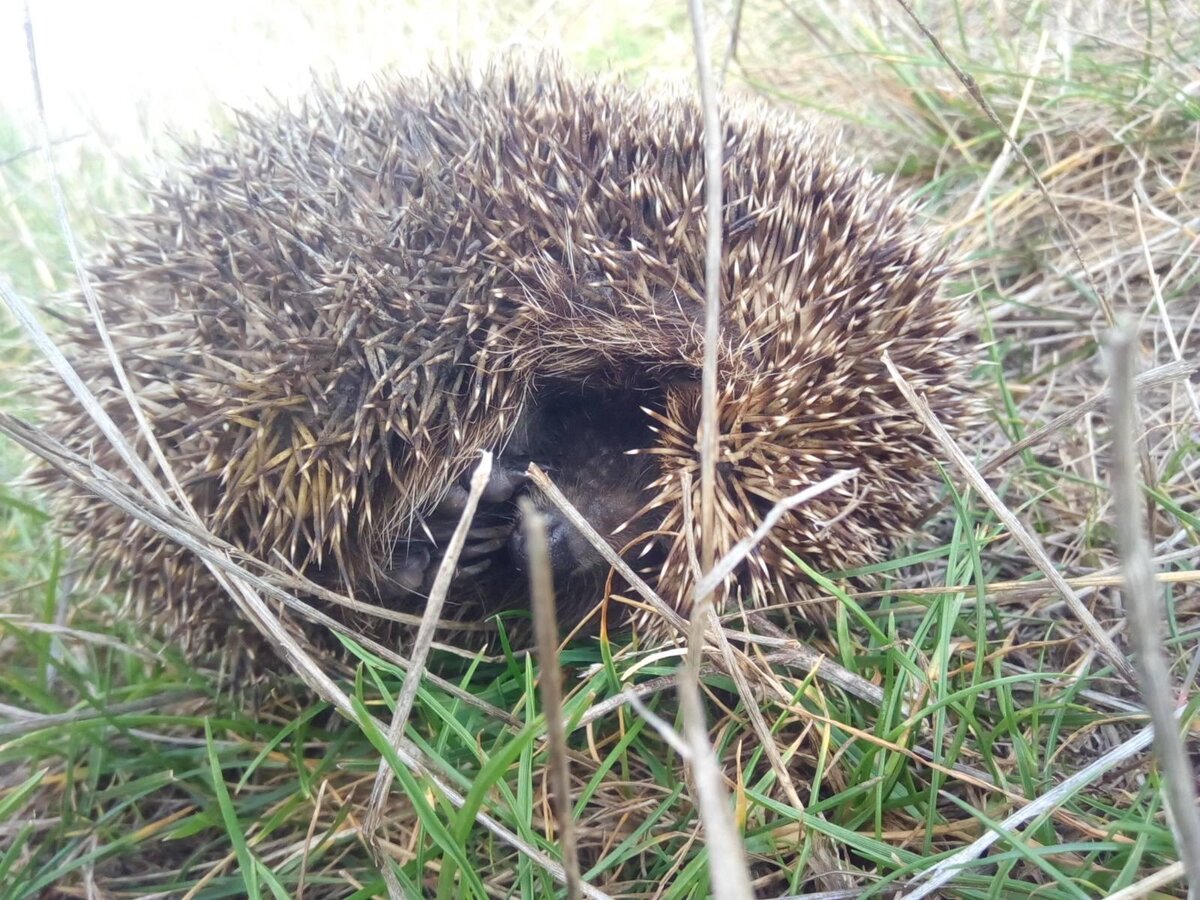 Просто ёж на поле