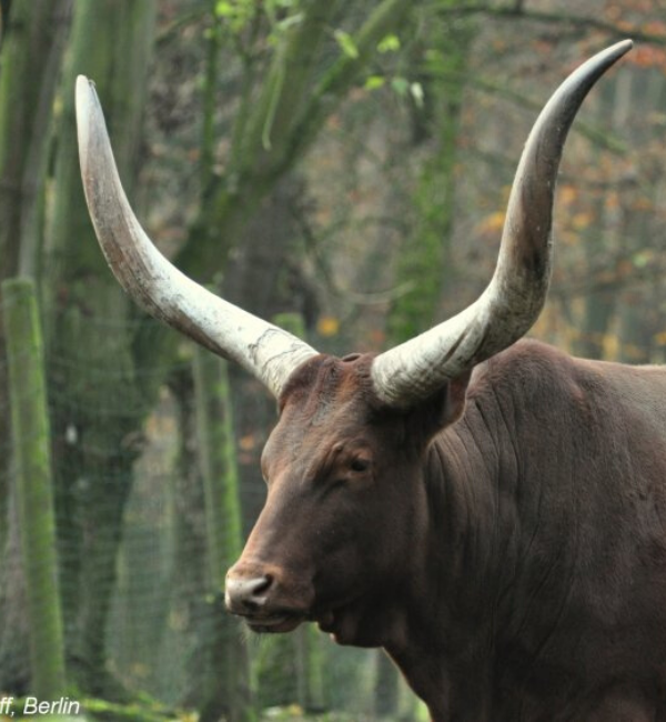 Bos primigenius - https://yandex.ru/images/search?text=%D0%91%D0%BE%D1%81%20%D0%BF%D1%80%D0%B8%D0%BC%D0%B8%D0%B3%D0%B5%D0%BD%D0%B8%D1%83%D1%81&from=tabbar&pos=26&img_url=https%3A%2F%2Fwww.biolib.cz%2FIMG%2FGAL%2F255401.jpg&rpt=simage