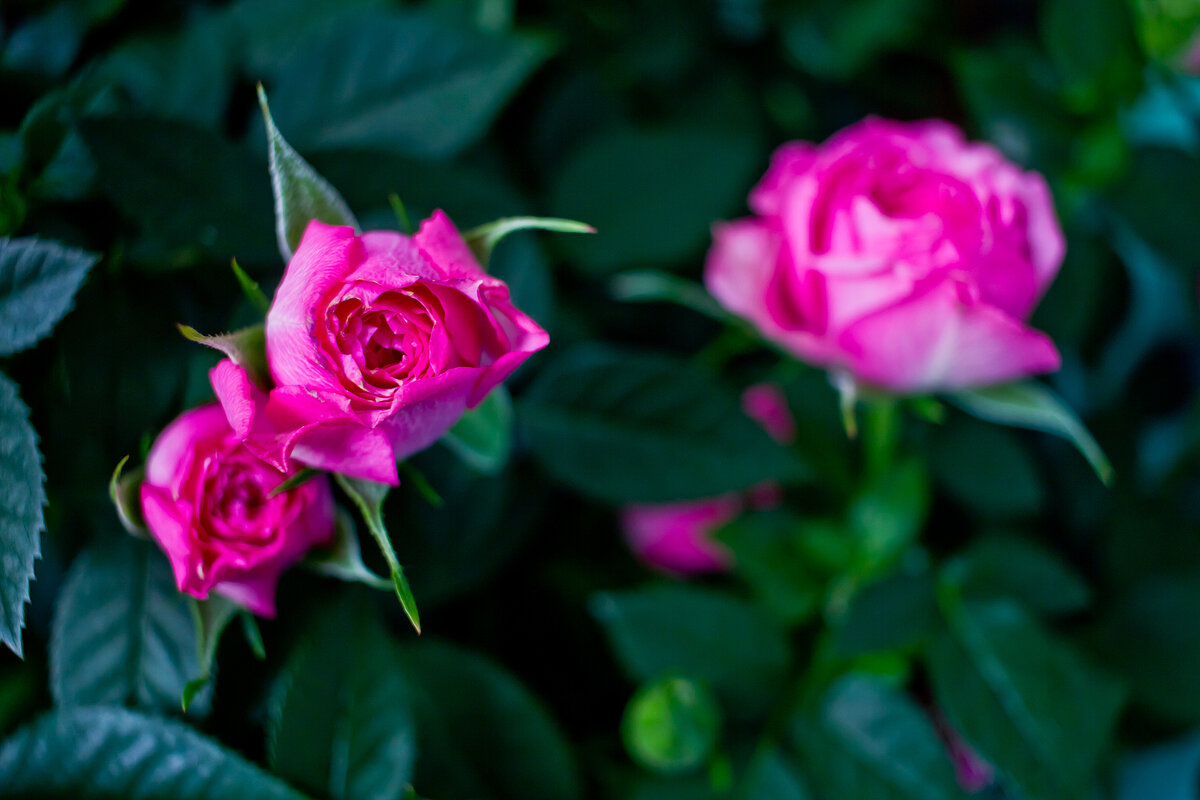 мои розовые девочки