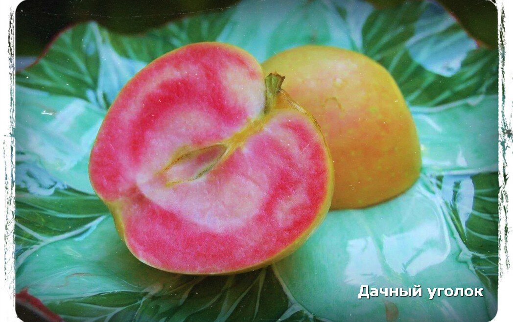 Яблоки с красной мякотью – лучшие сорта и их преимущества перед обычными [Сад sad]