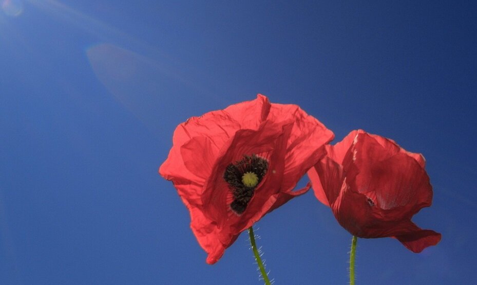 Фото Яндекс. Картинки. 