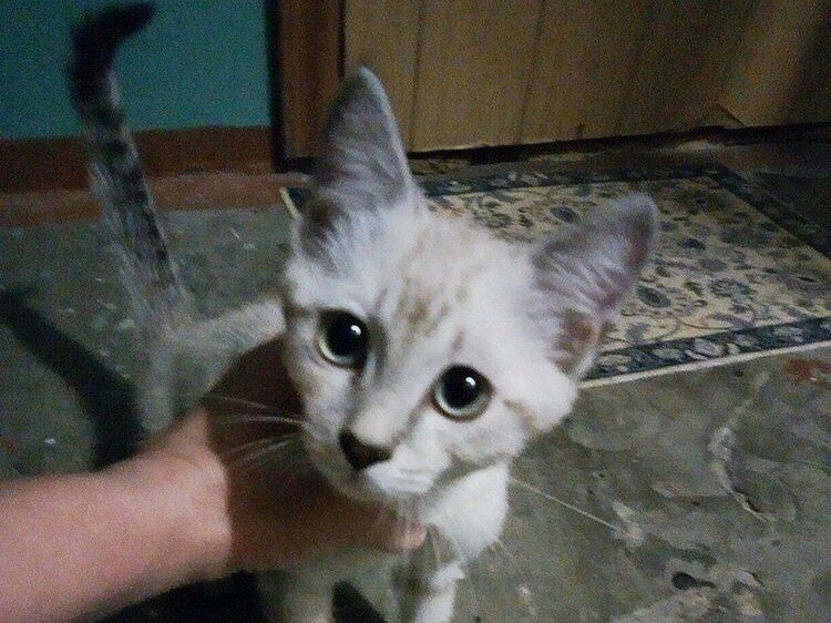 Люди посмотрели в его огромные глаза, но их сердца не дрогнули, и котенок оказался в подъезде совсем один - брошенный, голодный и зараженный ушным клещом.