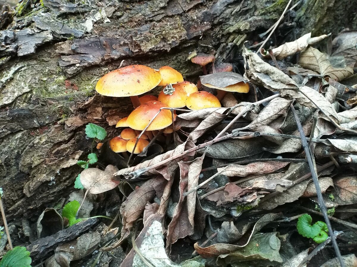 Фото с место событий. Природа в этих краях прекрасна...