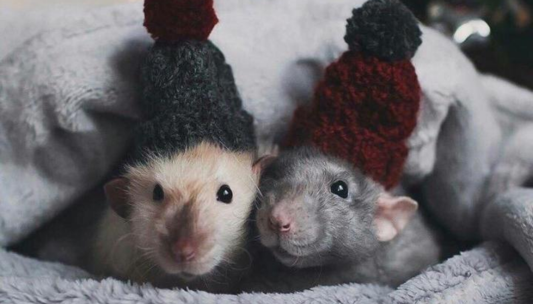 Яндекс. Картинки