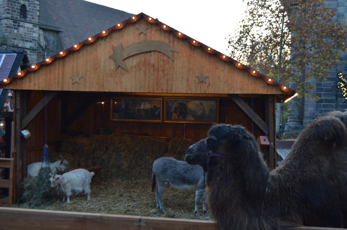 Корм для участников вертепа продается рядом. Фото Сергея Кудрявцева