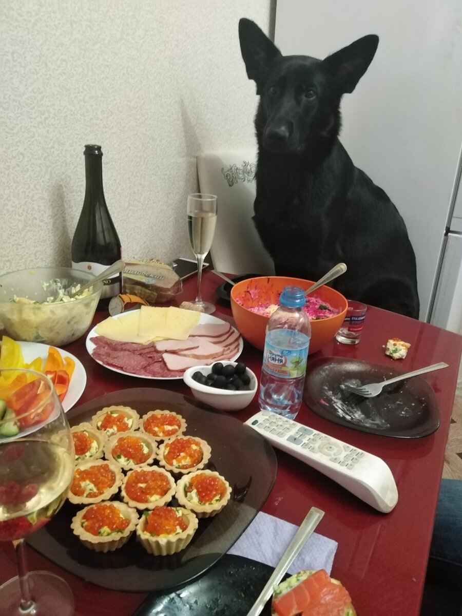 Особо впечатлительным скажу сразу, мы не брезгливые😉Луна на стол не лезет, просто сидит🐶