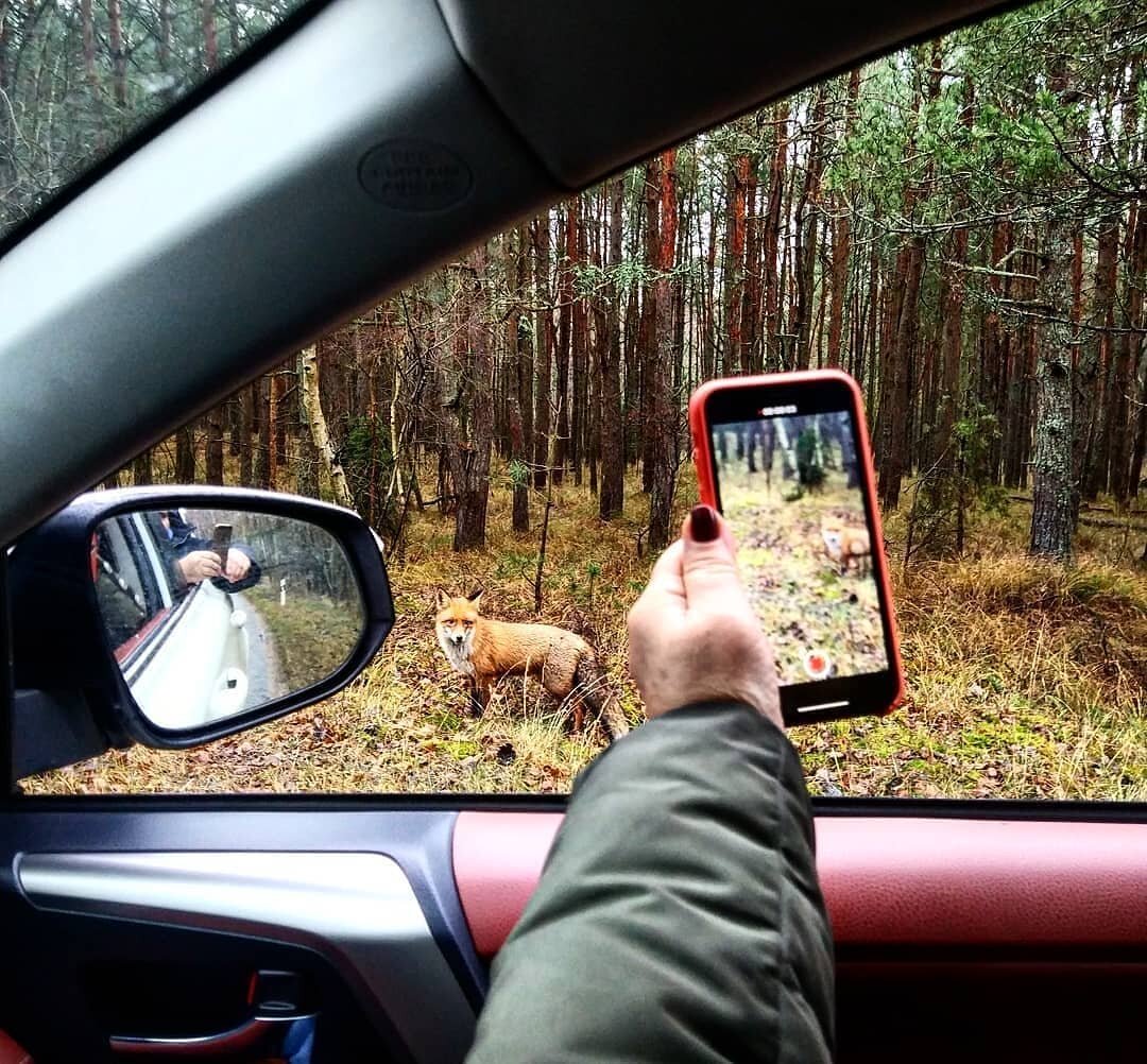 лиса и коса)))