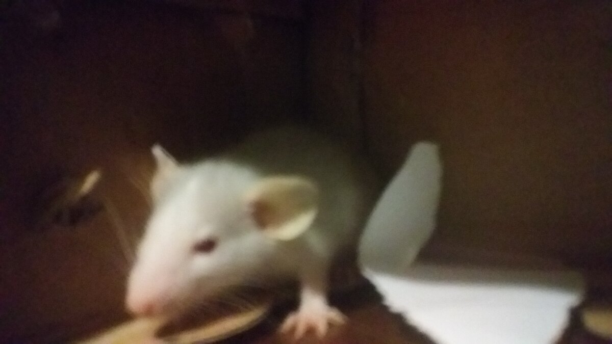 Декоративная крыса дамбо