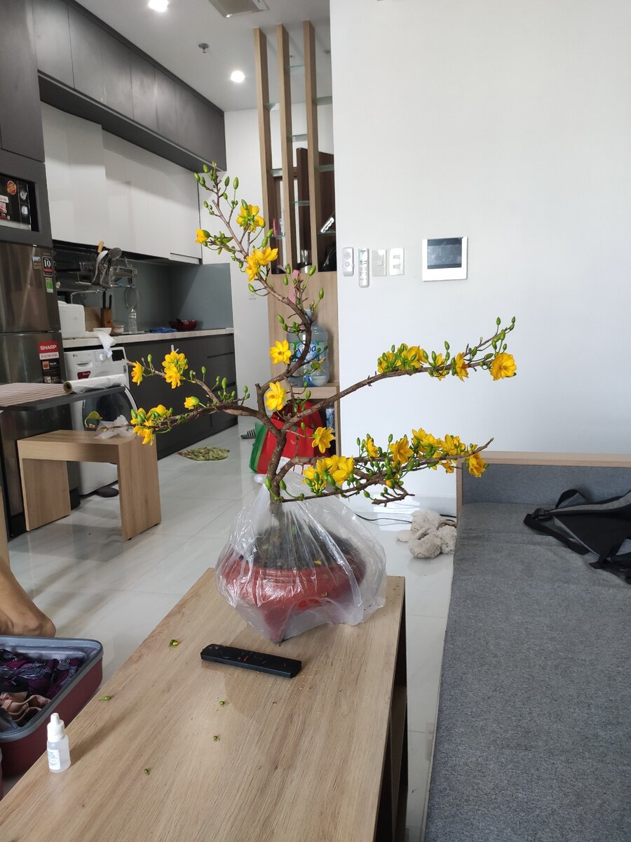 Пока цветок ждал поездки - уже расцвел и осыпался.