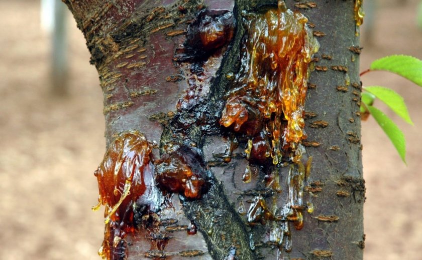 Камедетечение на черешне