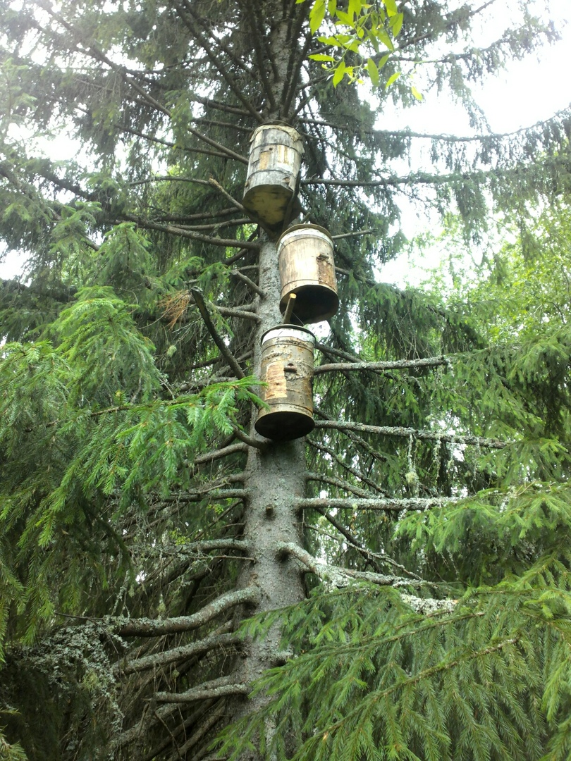 Борти на дереве