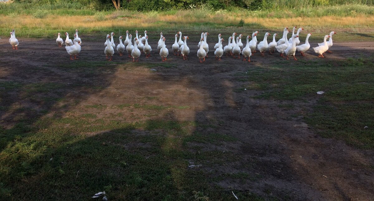  6 часу утра гуси дружными рядами уже шли на «работу» к реке, а сейчас идут на меня... . Фото Ленара Хужина