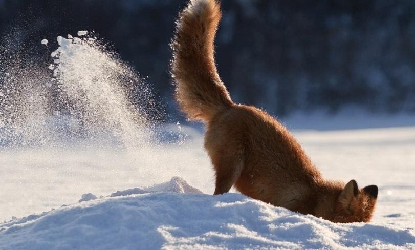 Рыжая  прыгала, рыла снег, каталась на спине 