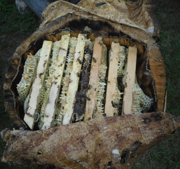 К рейкам пчёлы крепят соты