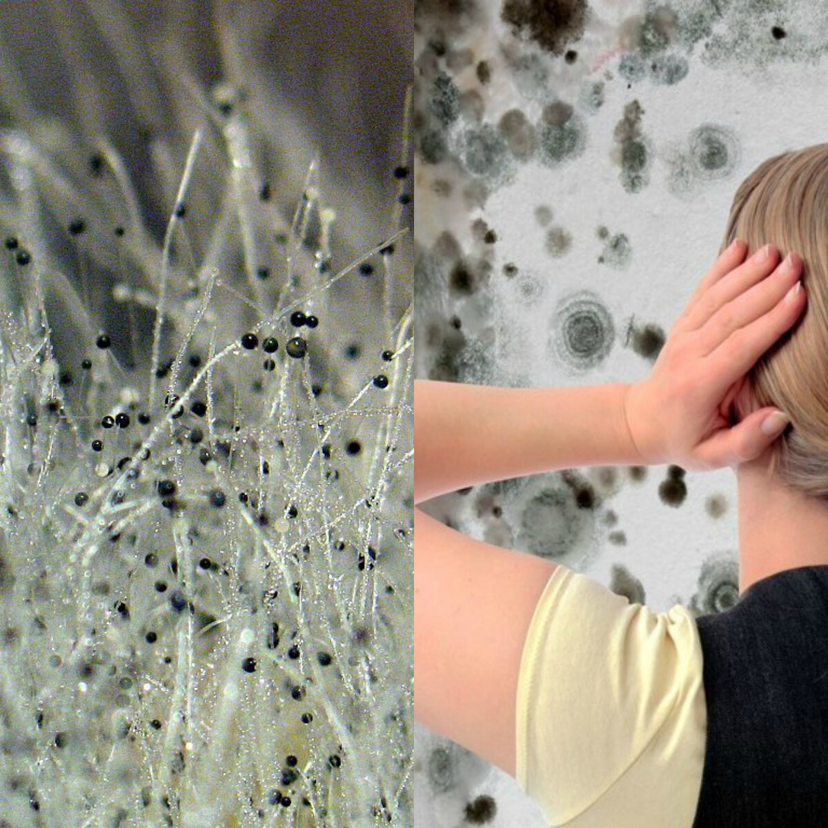 Картинка с превью.