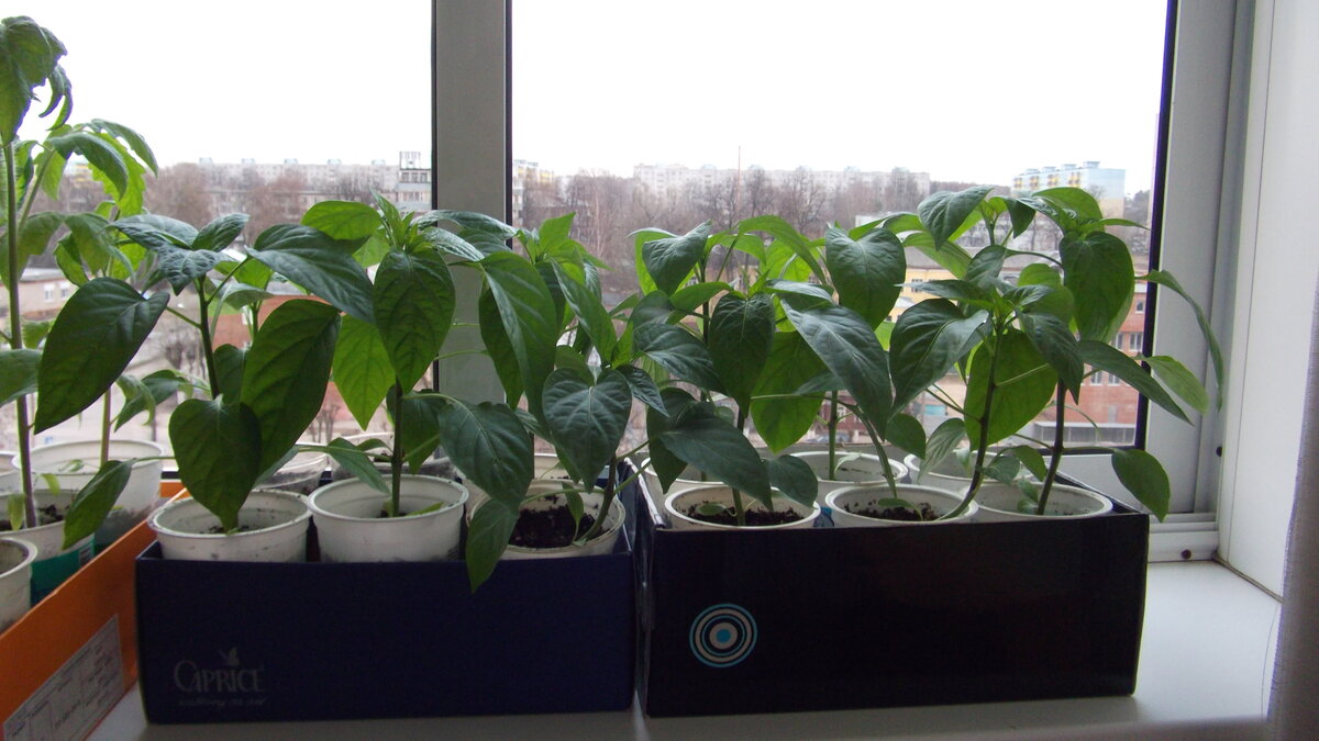 Перец на подоконнике