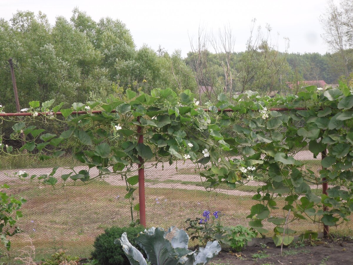 За лето Лагенария разрослась и начала цвести.