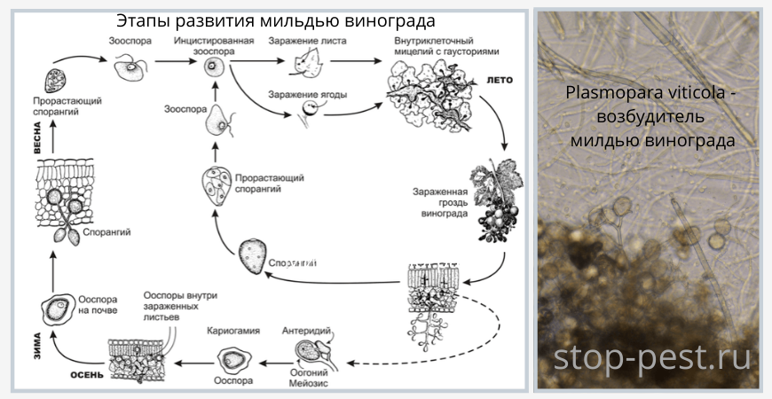 Этапы развития милдью винограда, фото сайта https://stop-pest.ru