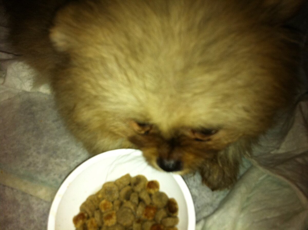 Пончик кушает 