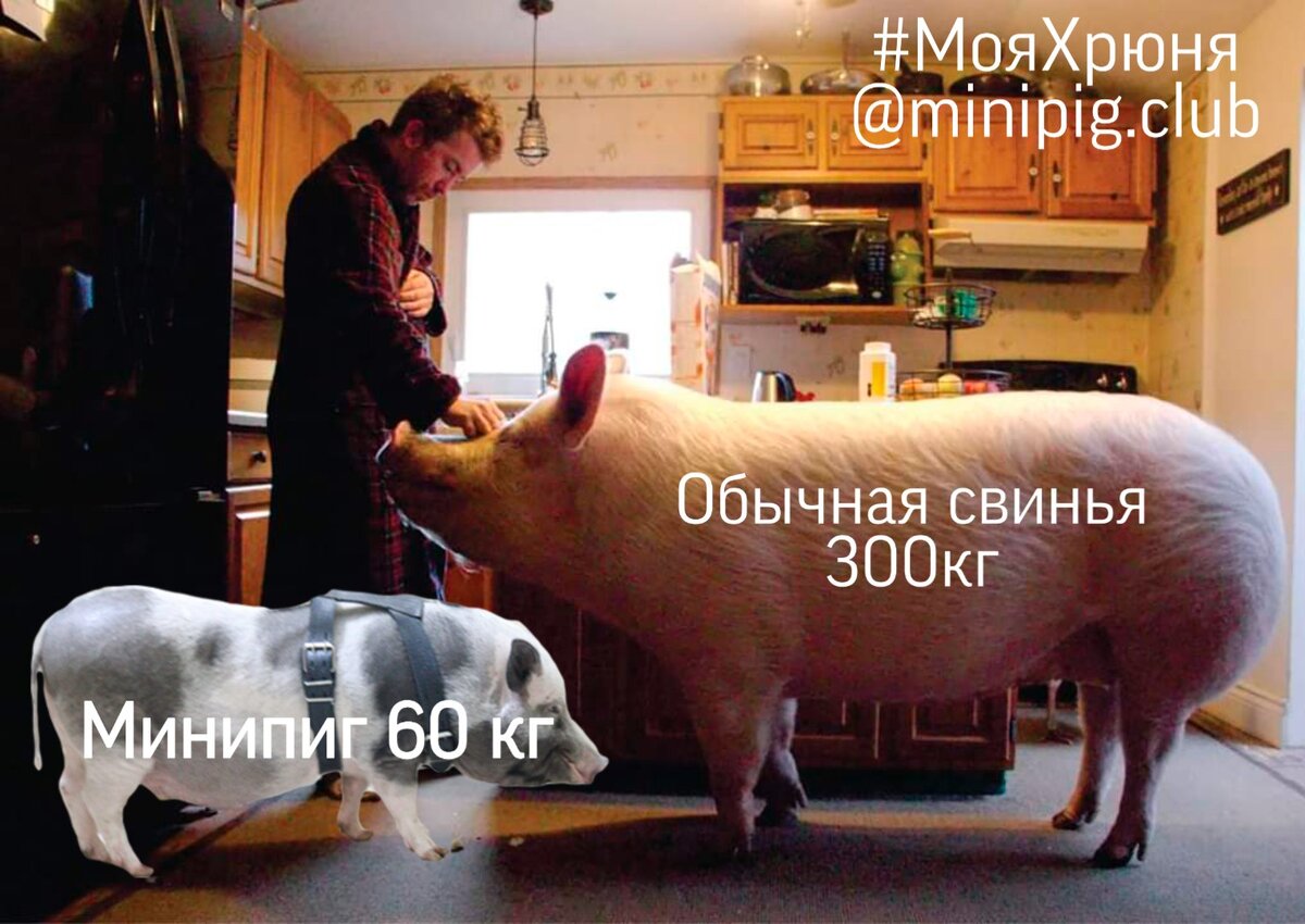 Минипиг и обычная свинья. 