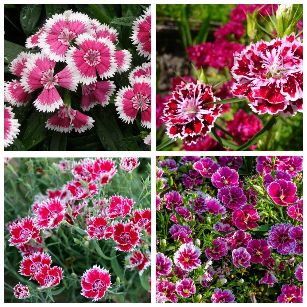    Гвоздика китайская