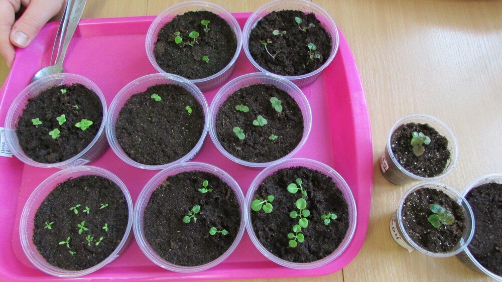 Сеянцы бегонии, примулы, кальцеолярии, глоксинии