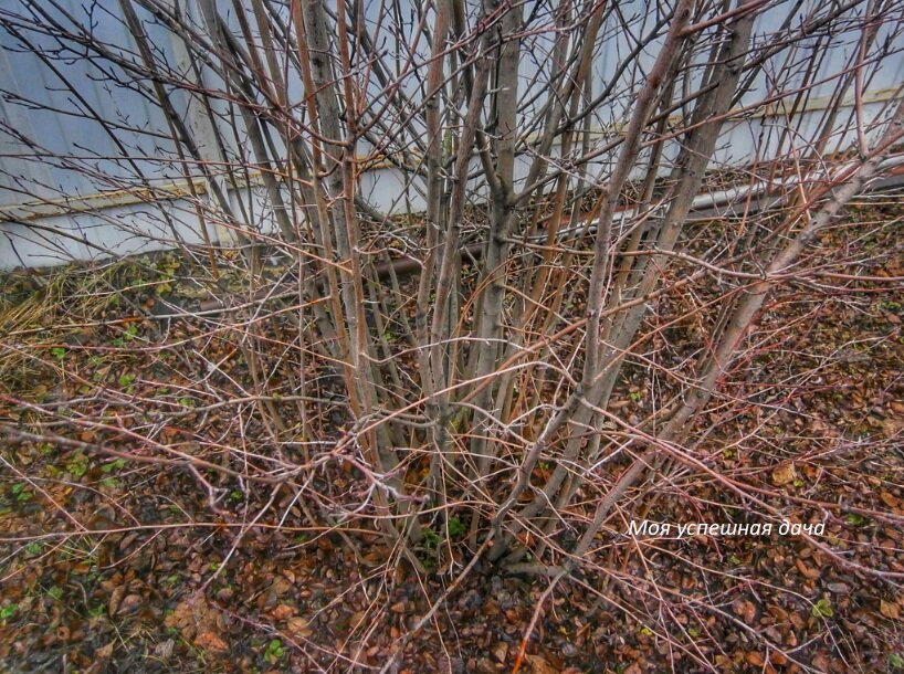 Ирга весной фото почек