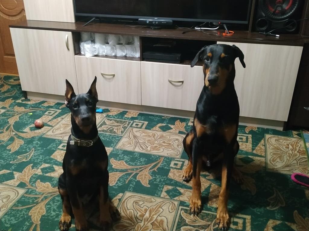 Доберманы. Ray и Sight. Одному 4,5 года, а сыну 4 месяца на фото.