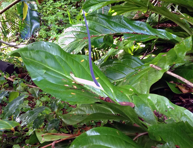 Антуриум Гукера