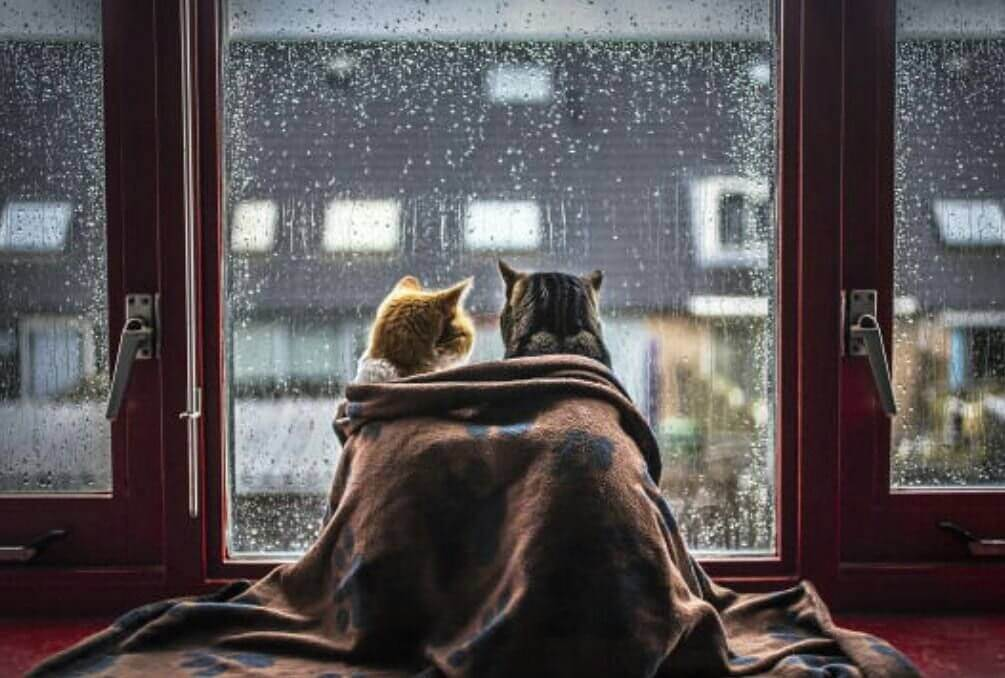 Источник: https://www.inspectorgadgets.ru/