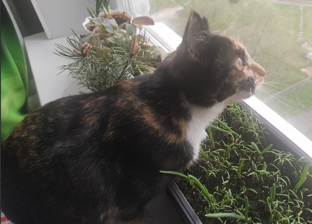 За окном, над балконом, обитают голуби. Бяка не просто так завтыкала в окно - она сидит в засаде! Она на них охотится.