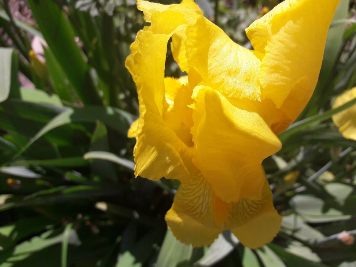 Ирис (фото автора)