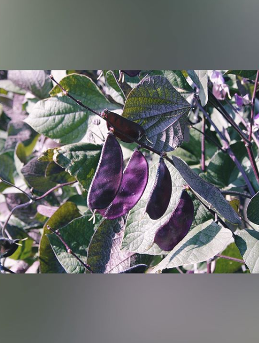 Стручки гиацинтовых бобов