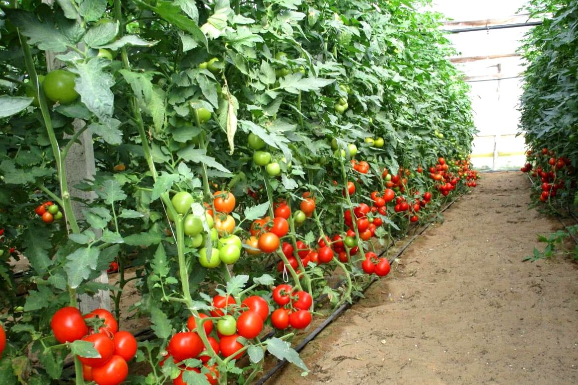 Взято из открытых источников