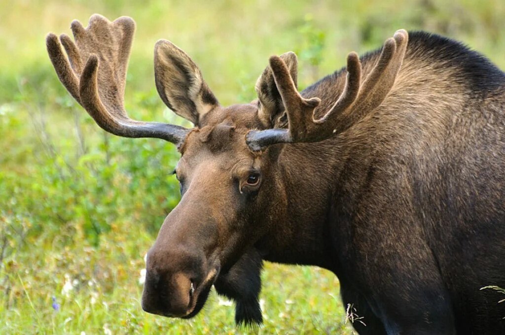 Лось самец