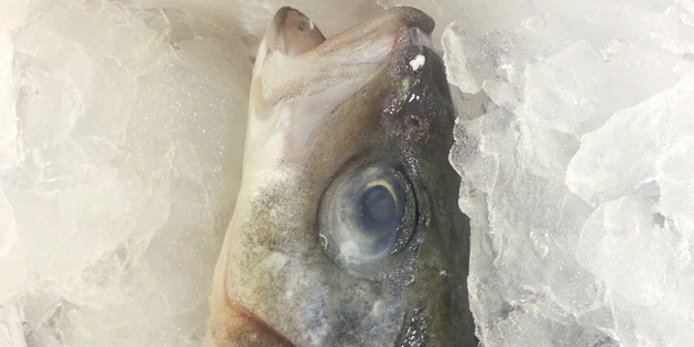 
У испорченной рыбы мутные глаза