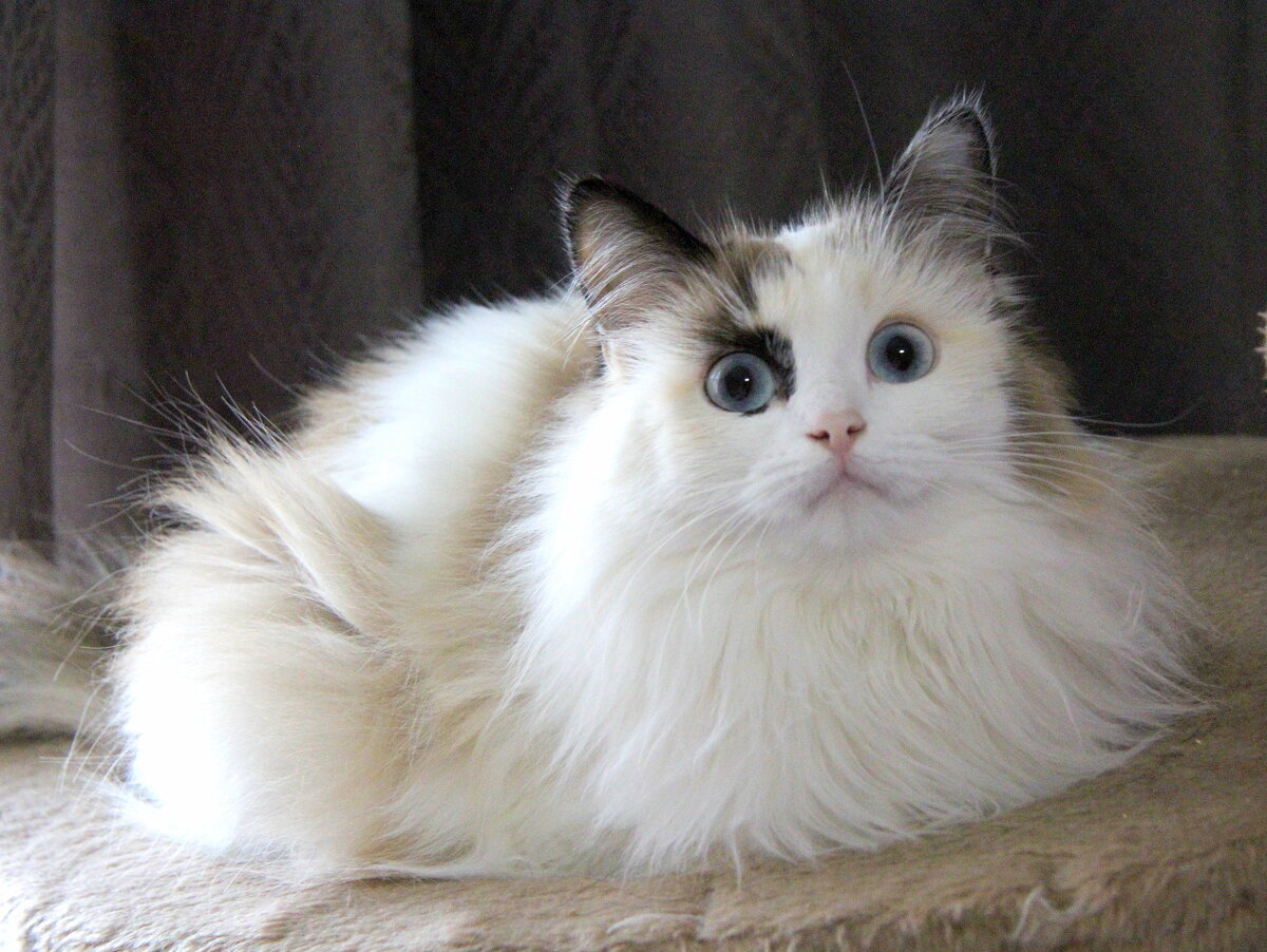 Дворянские кошки